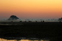 Lechwes in morning mist - Kafue NP
