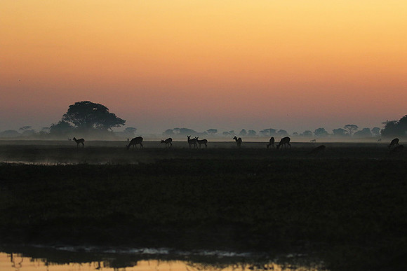Lechwes in morning mist - Kafue NP