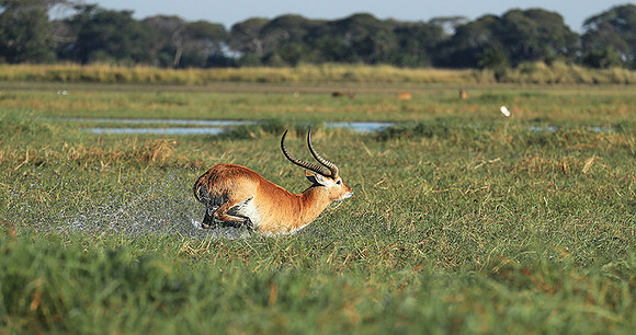 Kafue NP