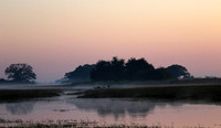 Lechwes in morning mist - Kafue NP