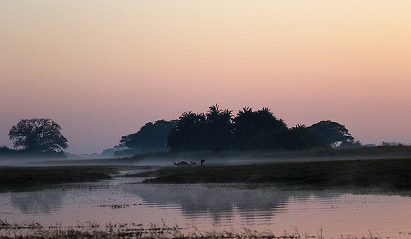 Lechwes in morning mist - Kafue NP