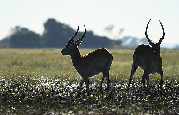 Kafue NP