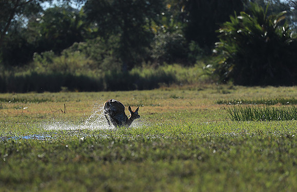Kafue NP