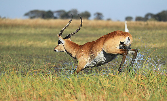 Kafue NP