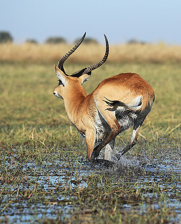 Kafue NP