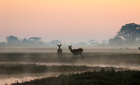 Lechwes in morning mist - Kafue NP