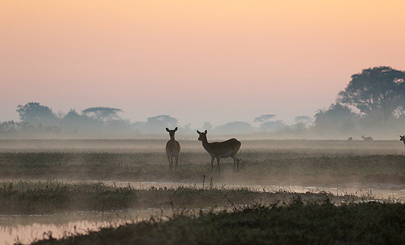 Lechwes in morning mist - Kafue NP
