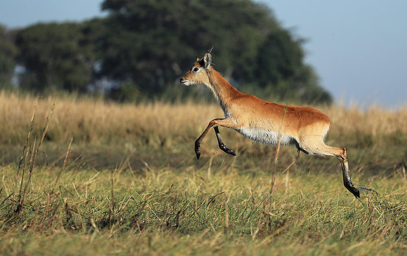 Kafue NP