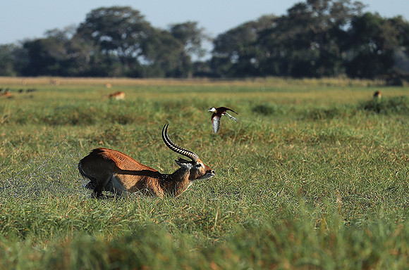 Kafue NP