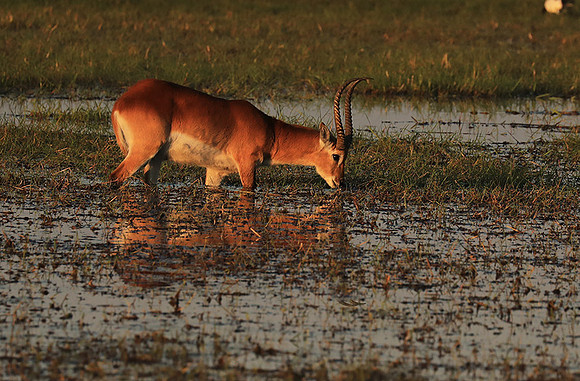 Kafue NP