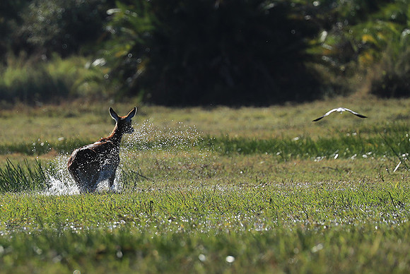 Kafue NP