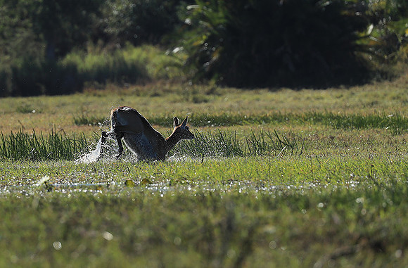 Kafue NP