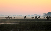 Lechwes in morning mist - Kafue NP