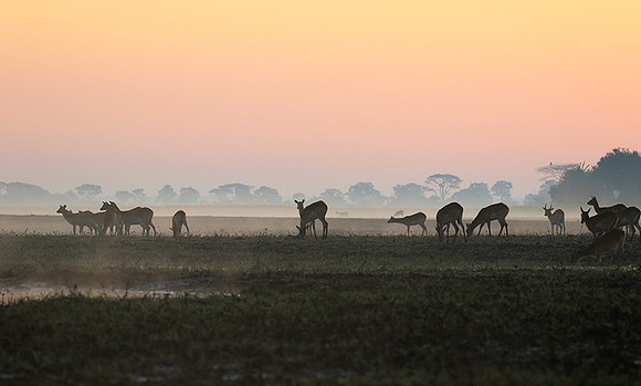 Lechwes in morning mist - Kafue NP