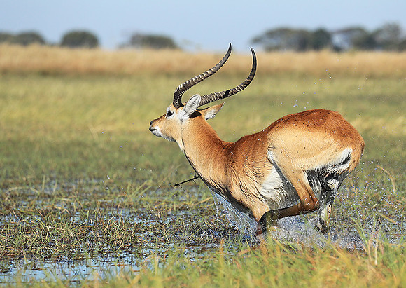 Kafue NP