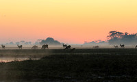Lechwes in morning mist - Kafue NP