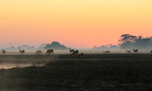 Lechwes in morning mist - Kafue NP
