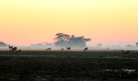 Lechwes in morning mist - Kafue NP