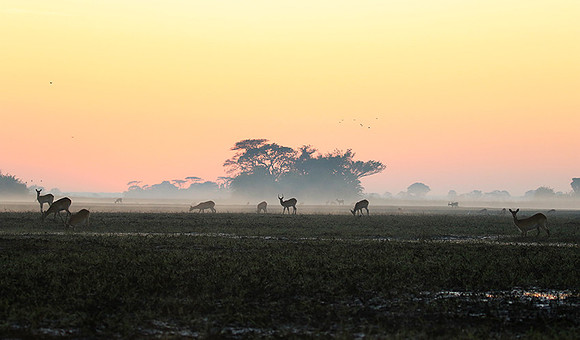 Lechwes in morning mist - Kafue NP