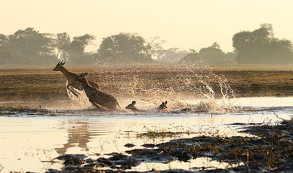 Kafue NP