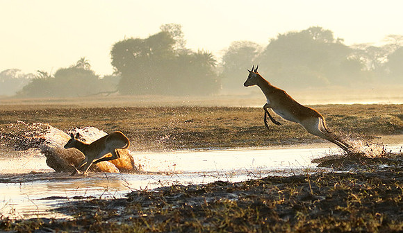 Kafue NP