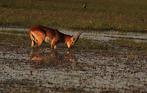 Kafue NP