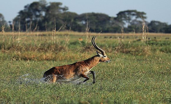 Kafue NP