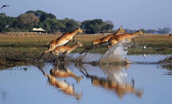 Kafue NP