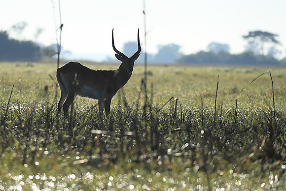 Kafue NP