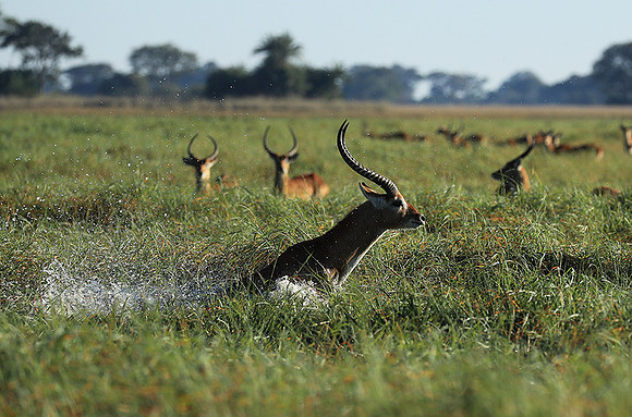 Kafue NP