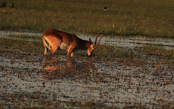 Kafue NP