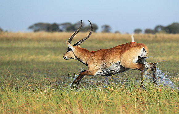 Kafue NP