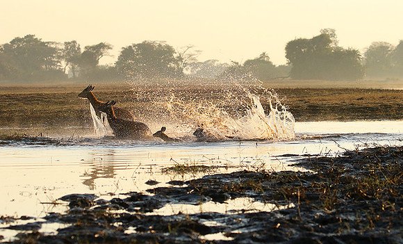 Kafue NP