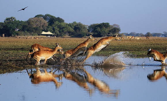 Kafue NP