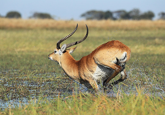 Kafue NP