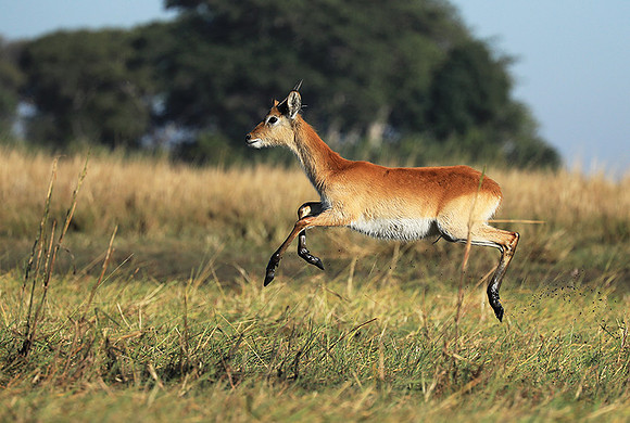 Kafue NP