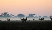 Lechwes in morning mist - Kafue NP