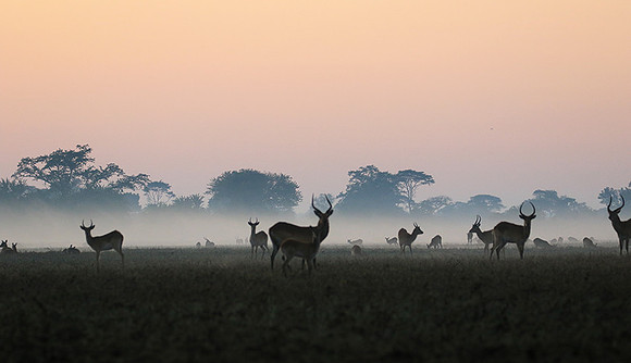 Lechwes in morning mist - Kafue NP