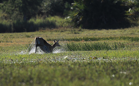 Kafue NP