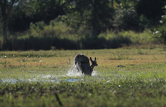 Kafue NP