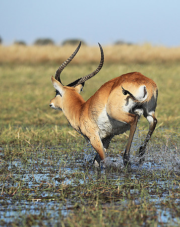 Kafue NP