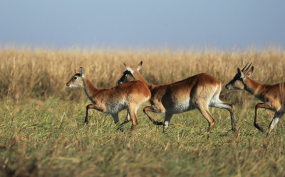 Kafue NP