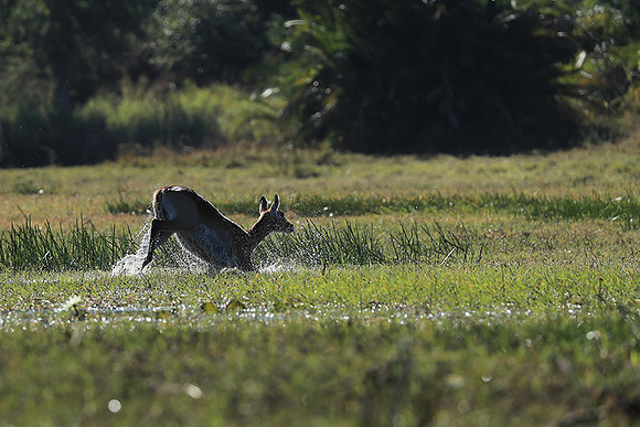 Kafue NP