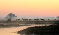 Lechwes in morning mist - Kafue NP