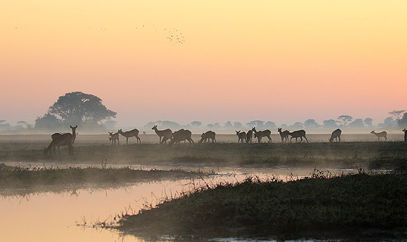 Lechwes in morning mist - Kafue NP