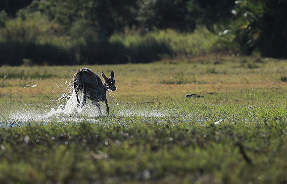 Kafue NP