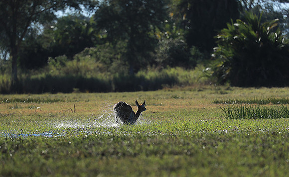 Kafue NP
