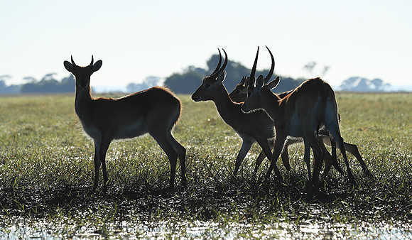 Kafue NP