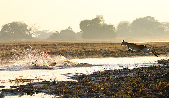 Kafue NP