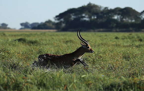 Kafue NP